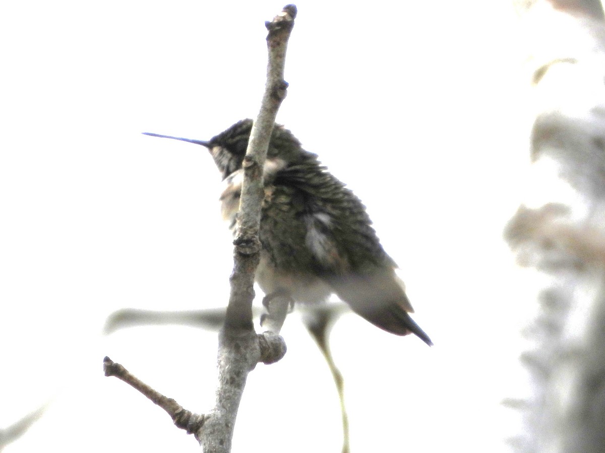 Black-chinned Hummingbird - ML646127290