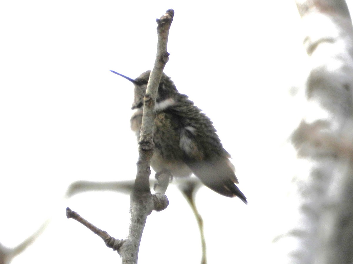 Black-chinned Hummingbird - ML646127291