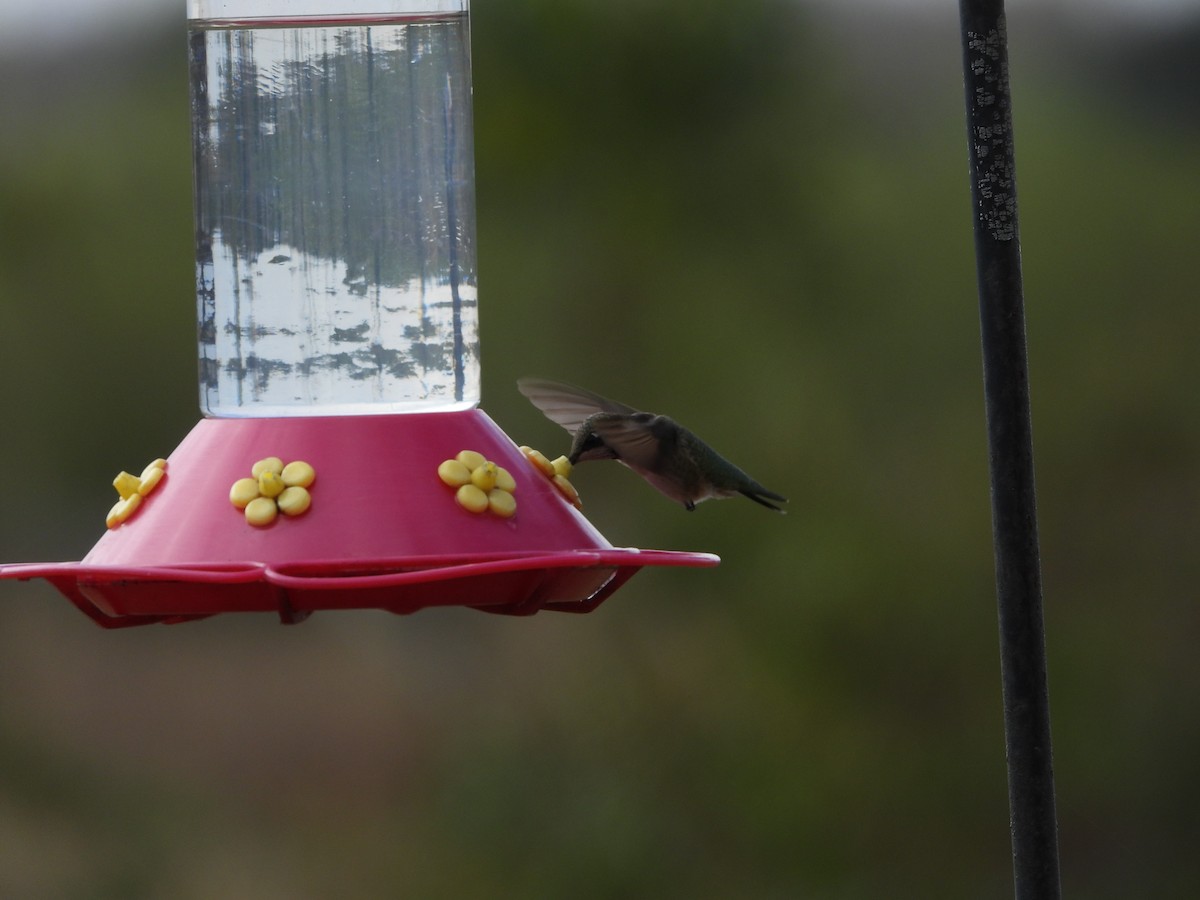 Black-chinned Hummingbird - ML646127292