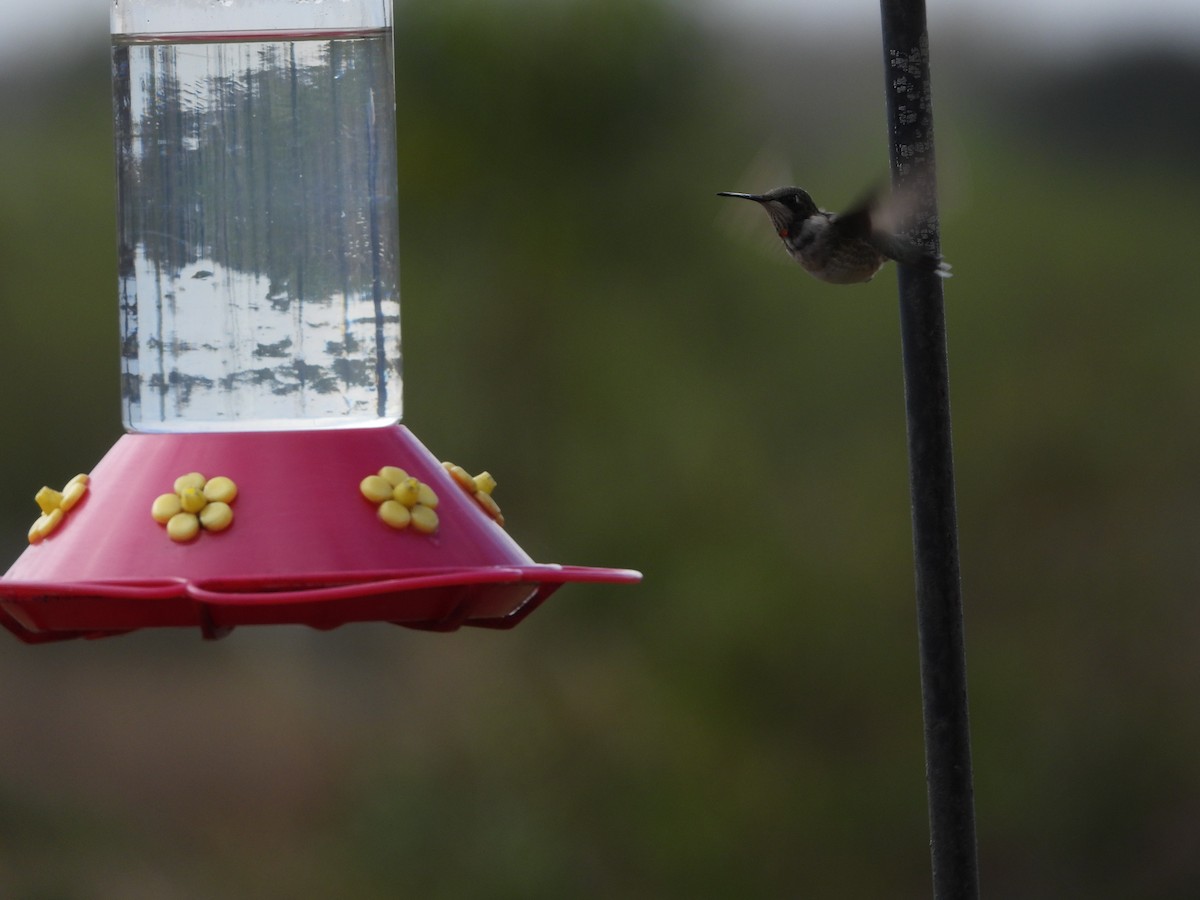 Black-chinned Hummingbird - ML646127293