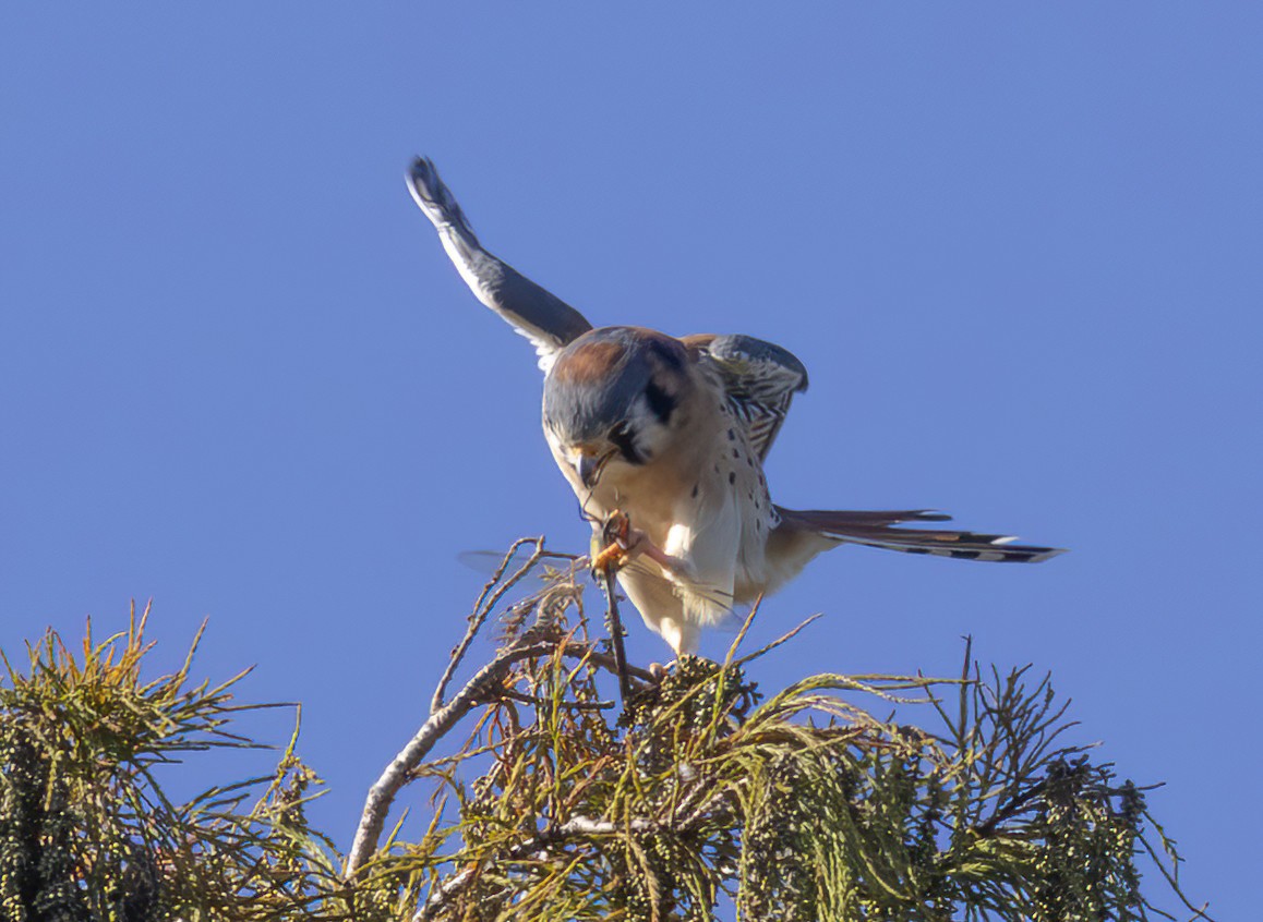 American Kestrel - ML646127296