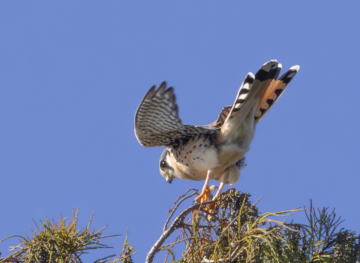 American Kestrel - ML646127302