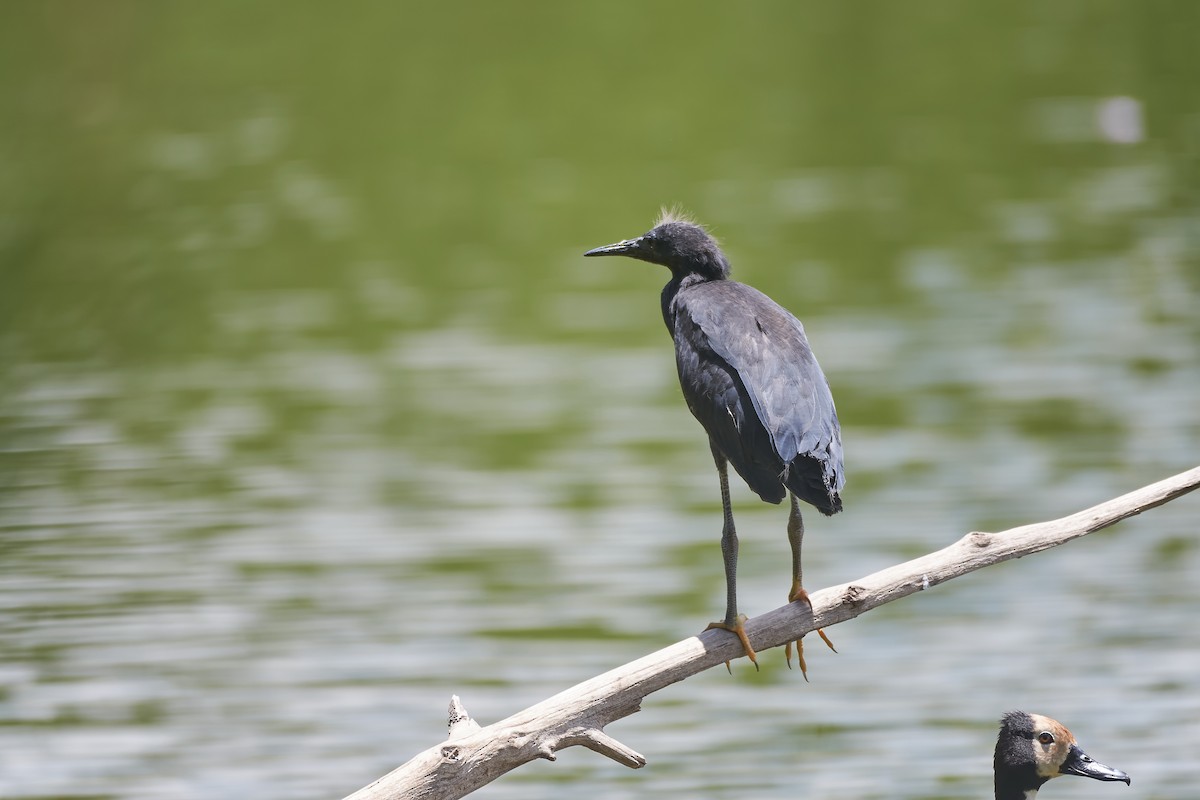 Black Heron - ML646127303