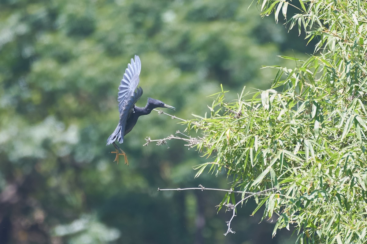 Black Heron - ML646127304