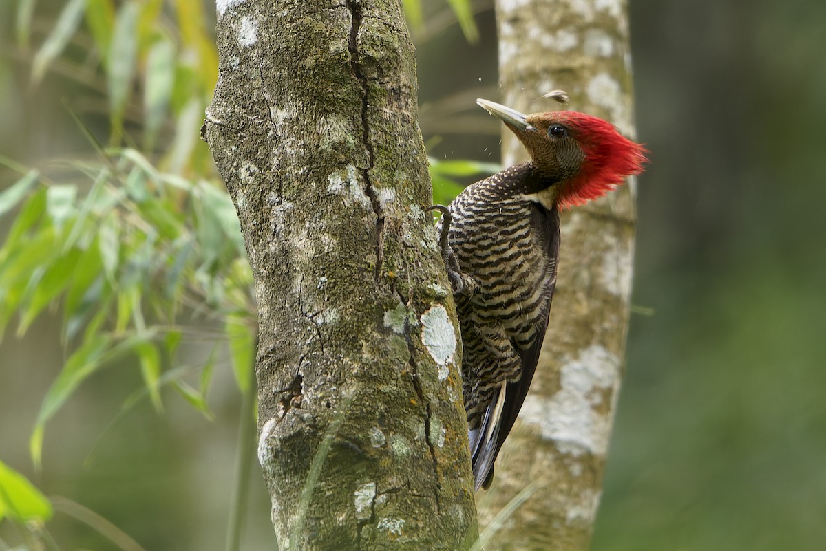 Helmeted Woodpecker - ML646127308
