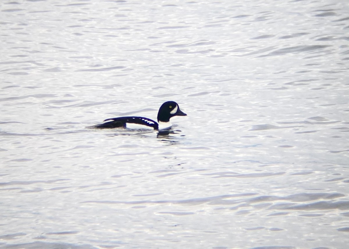 Barrow's Goldeneye - ML646127309