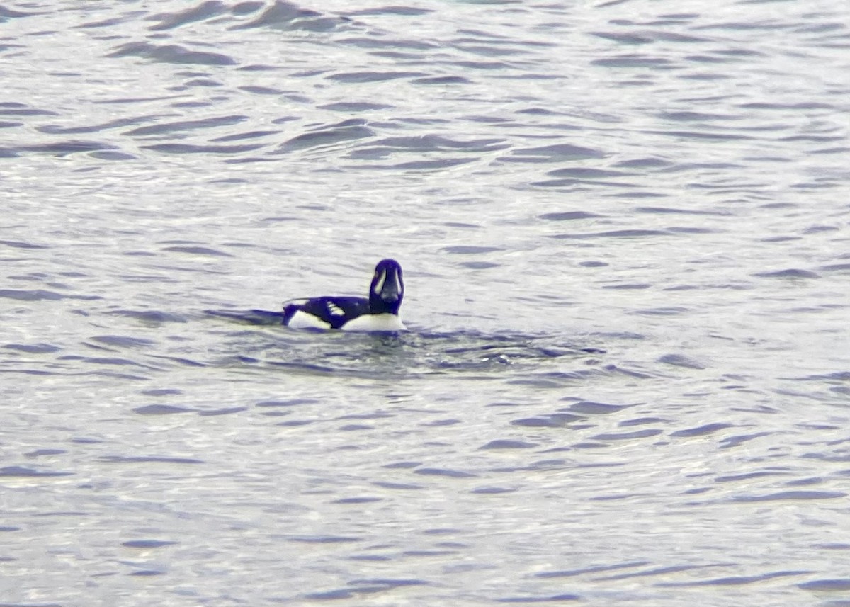 Barrow's Goldeneye - ML646127310