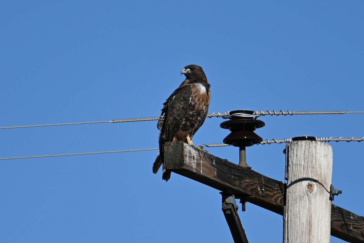 Red-tailed Hawk - ML646127317