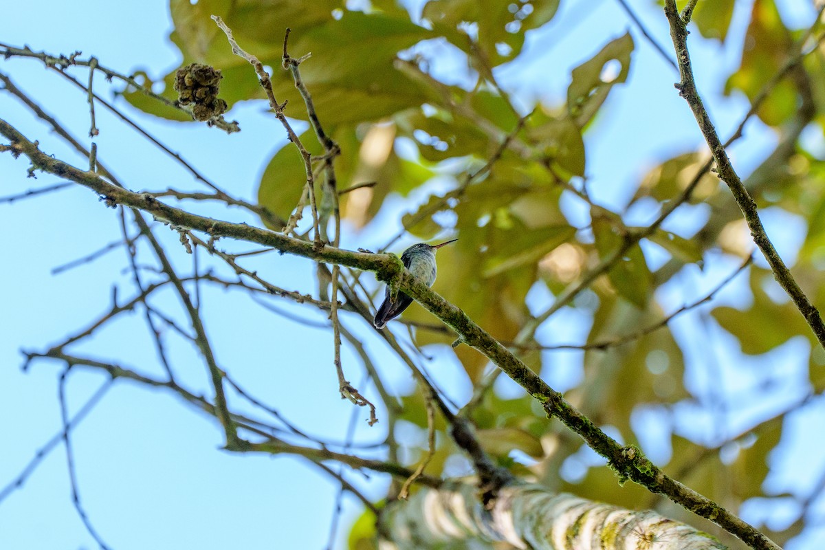 Versicolored Emerald (Versicolored) - ML646127318