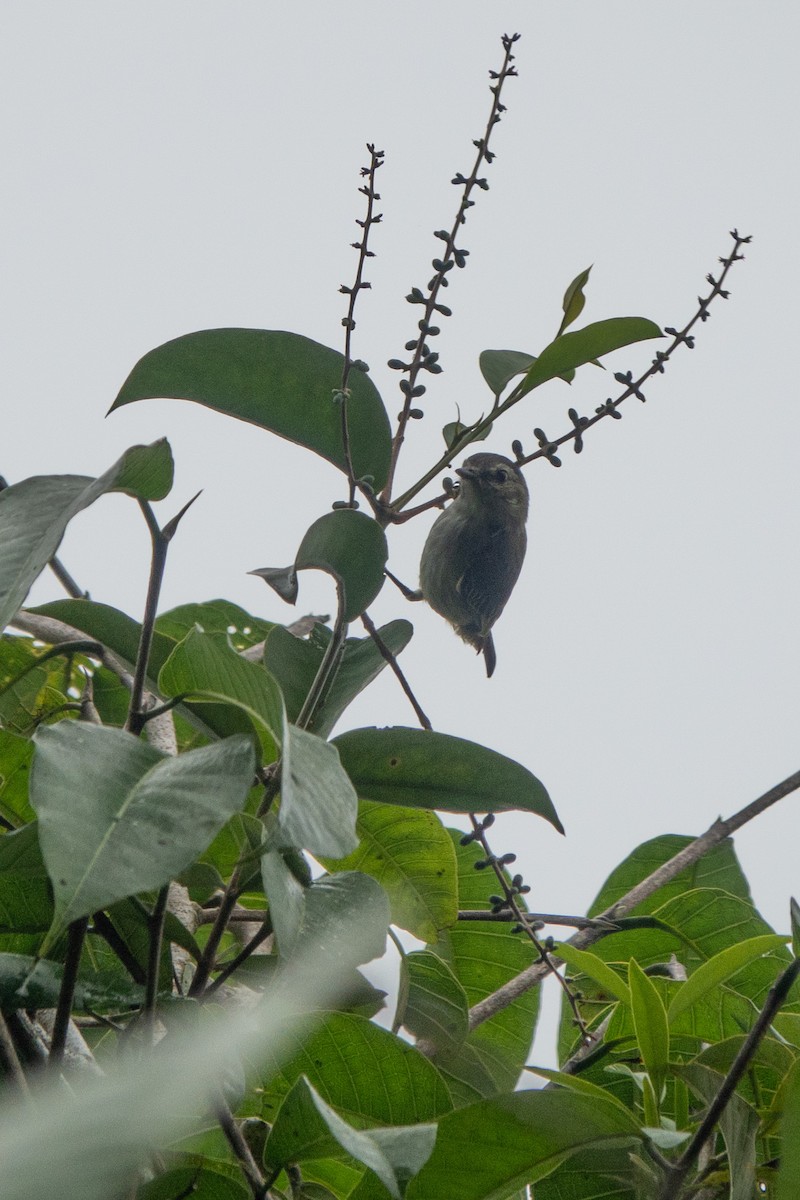 Mistletoe Tyrannulet - ML646127320