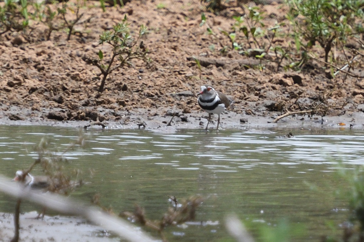Dreiband-Regenpfeifer - ML646127321