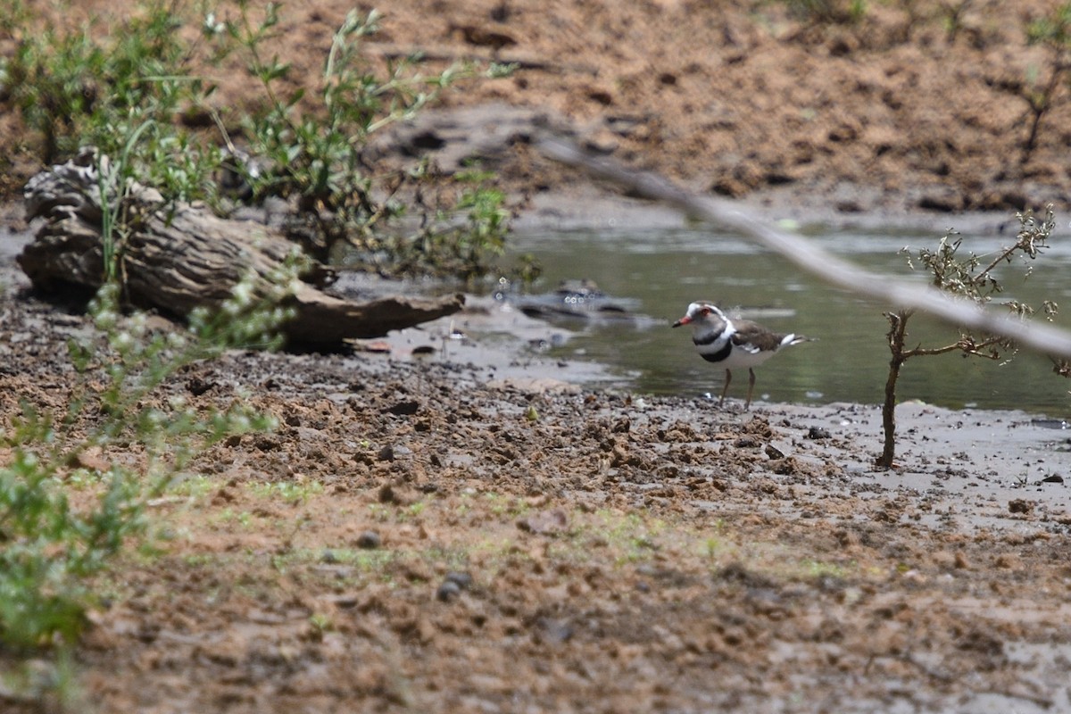 Dreiband-Regenpfeifer - ML646127322