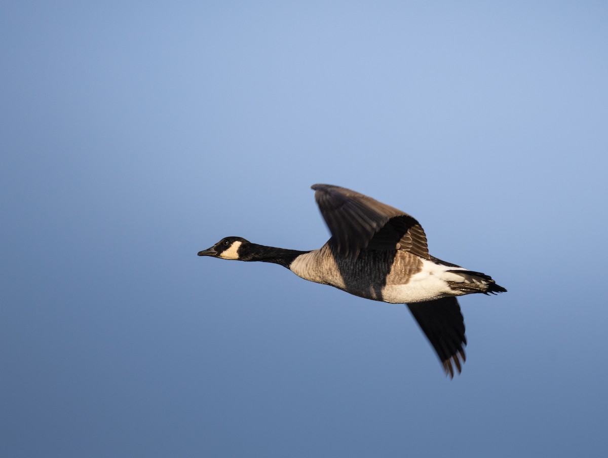 Canada Goose - ML646127328