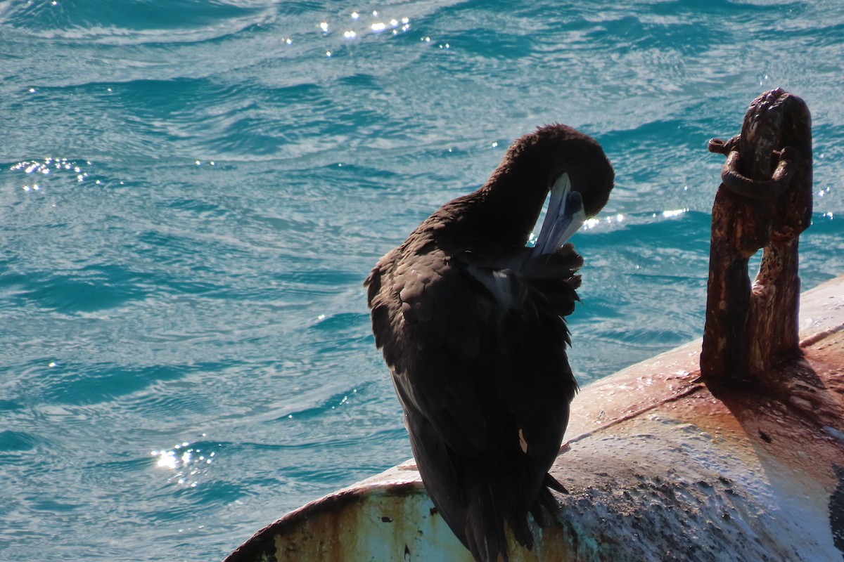 Brown Booby - ML646127332