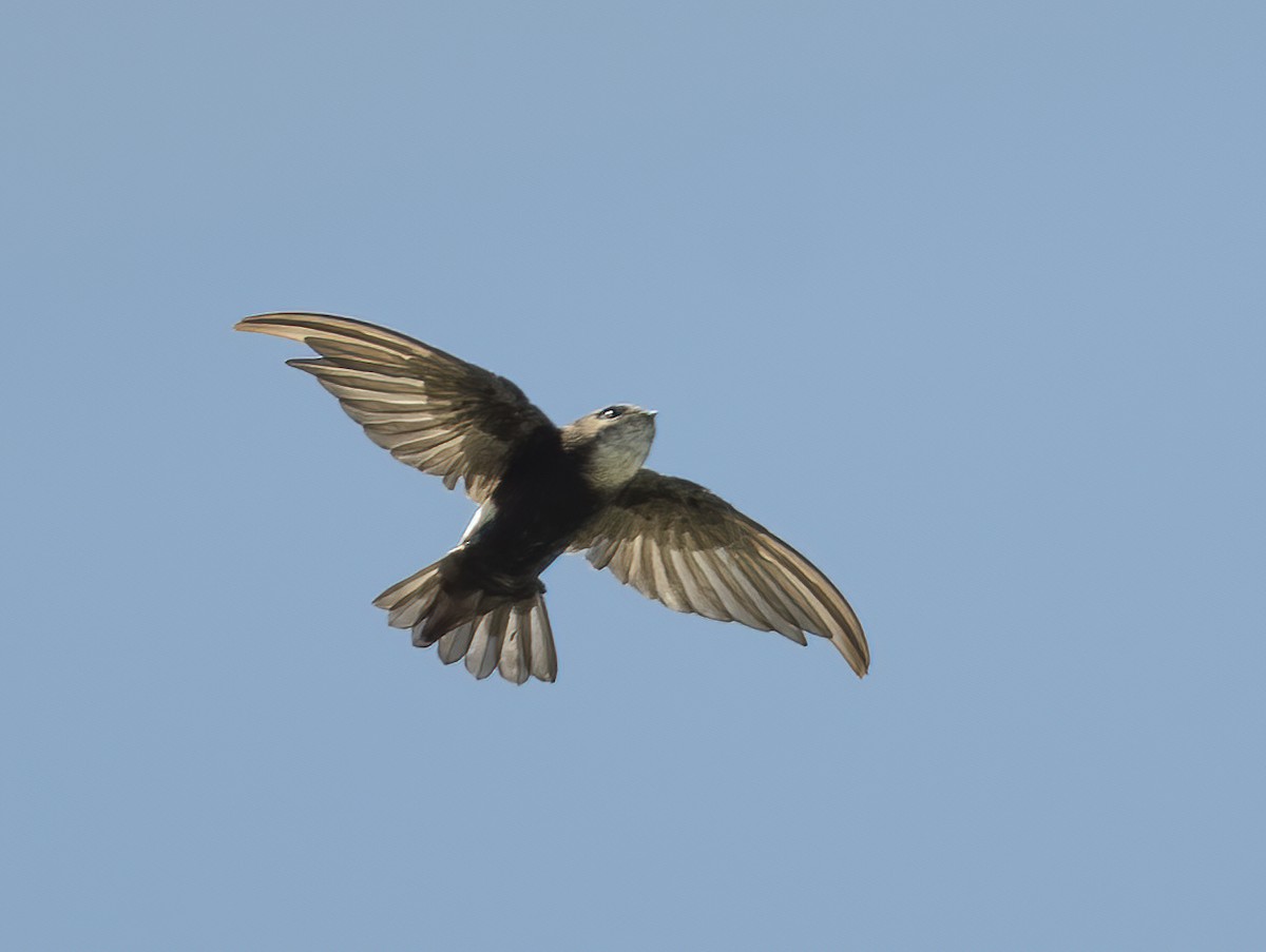 House Swift - ML646127334