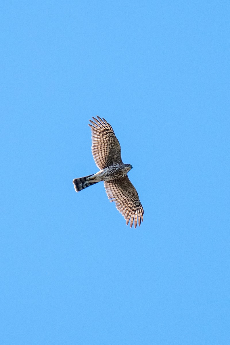 Sharp-shinned Hawk (Northern) - ML646127336