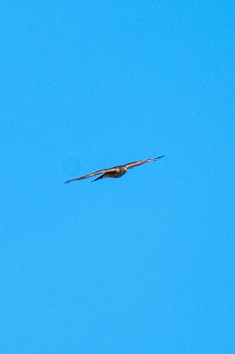 Sharp-shinned Hawk (Northern) - ML646127337