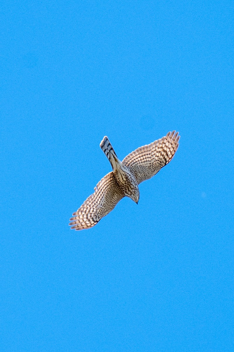 Sharp-shinned Hawk (Northern) - ML646127338