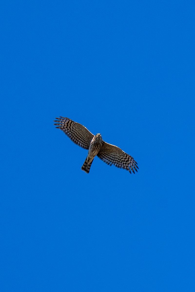 Sharp-shinned Hawk (Northern) - ML646127339