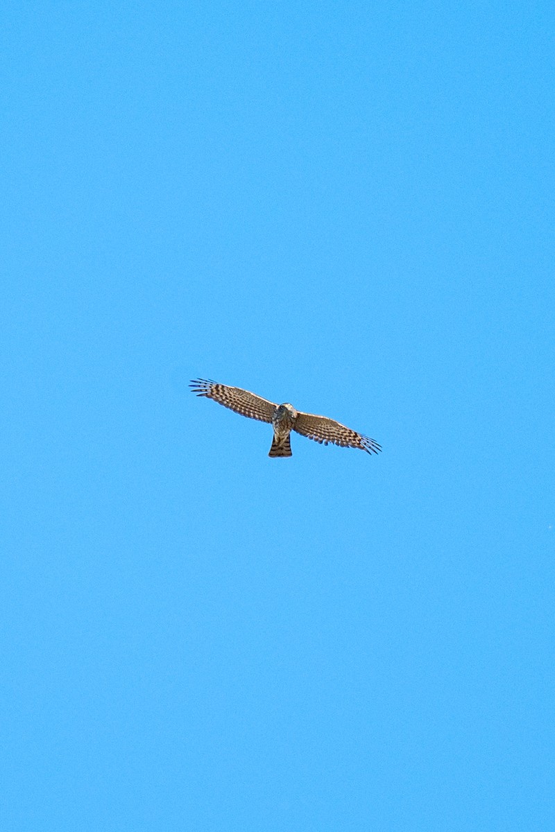 Sharp-shinned Hawk (Northern) - ML646127340