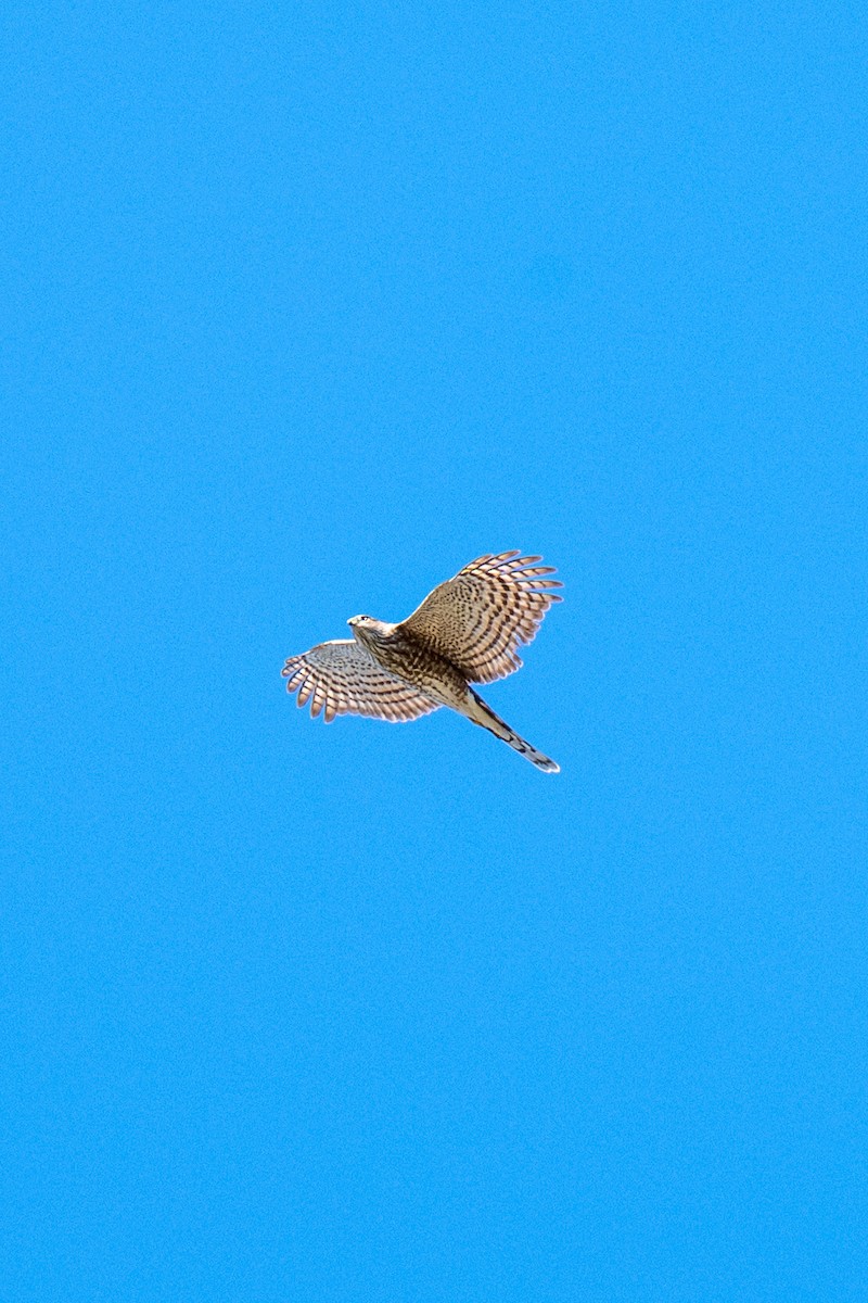 Sharp-shinned Hawk (Northern) - ML646127341