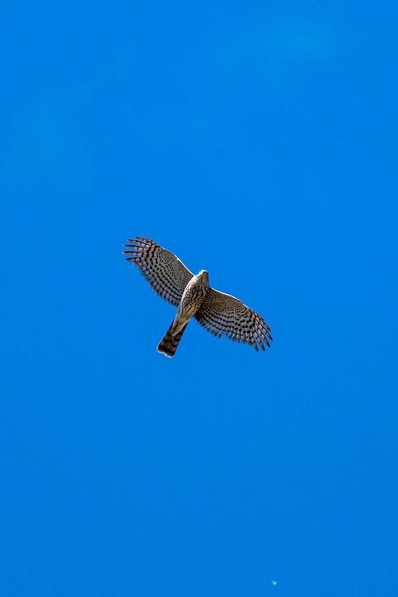 Sharp-shinned Hawk (Northern) - ML646127342