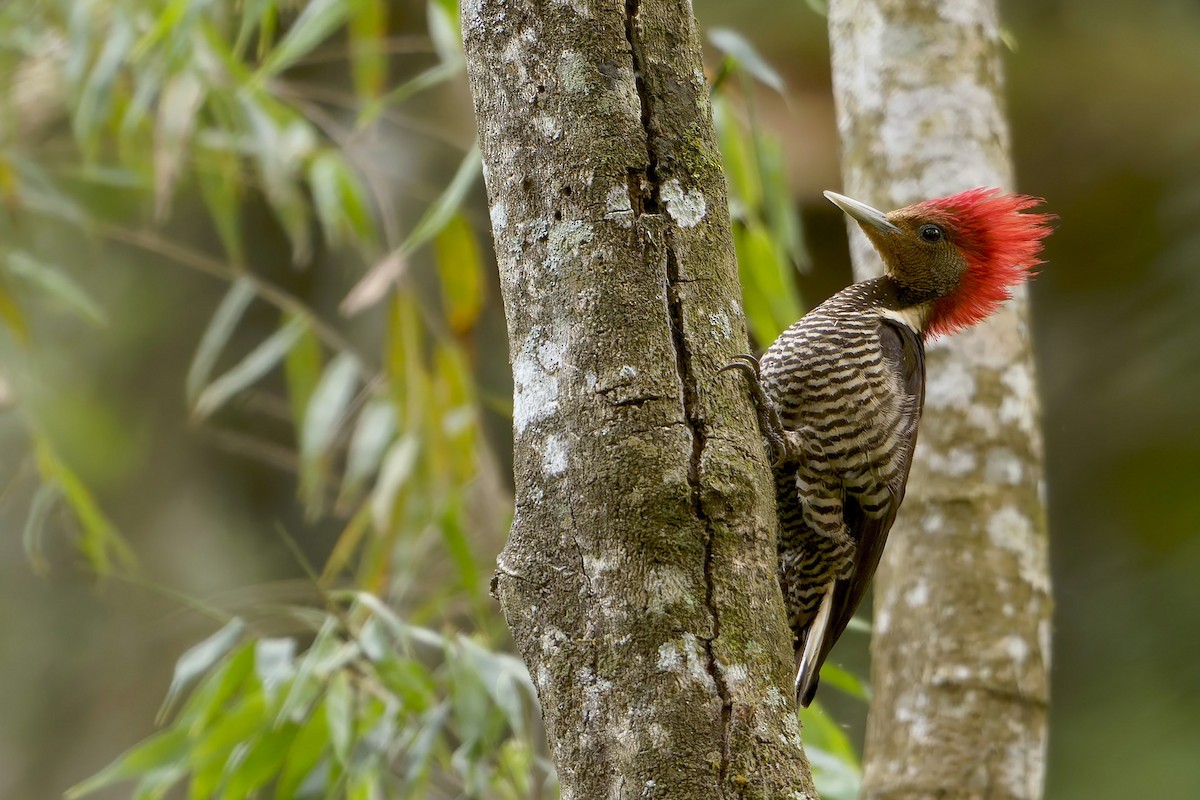 Helmeted Woodpecker - ML646127344