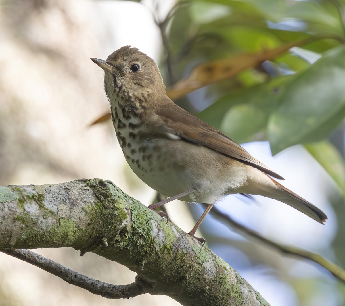 Hermit Thrush - ML646127346