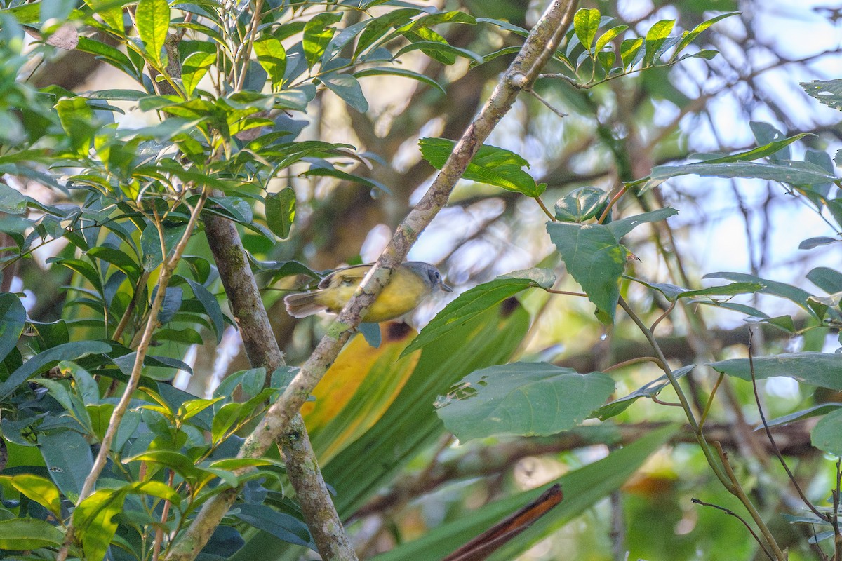 Plain Antvireo - ML646127347