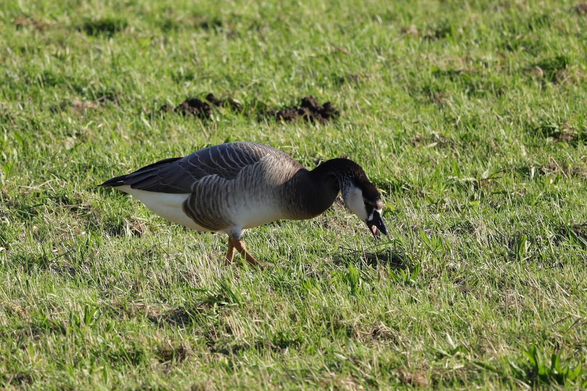husa/husice/berneška sp. - ML646127348