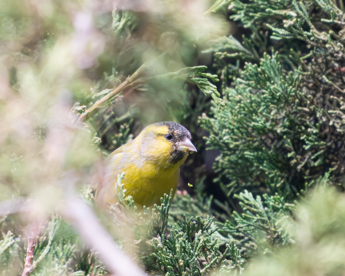 Eurasian Siskin - ML646127350