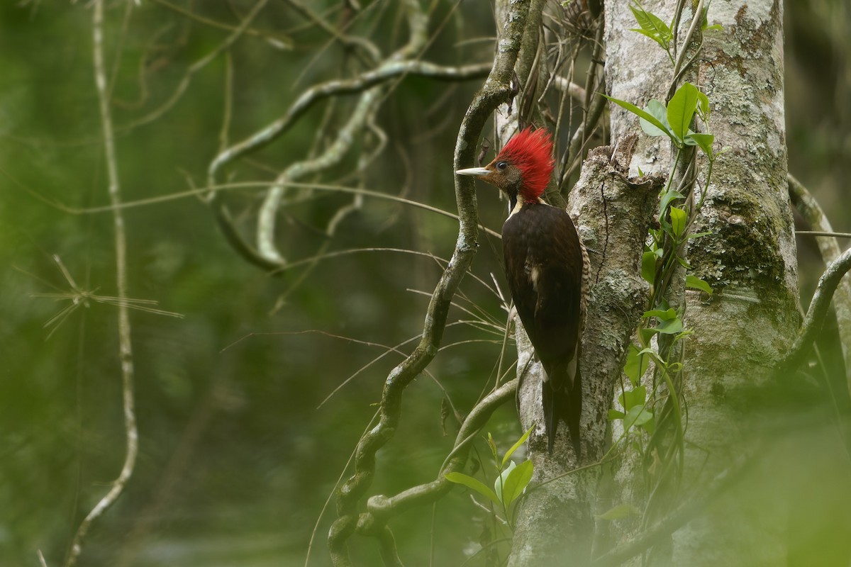 Helmeted Woodpecker - ML646127377