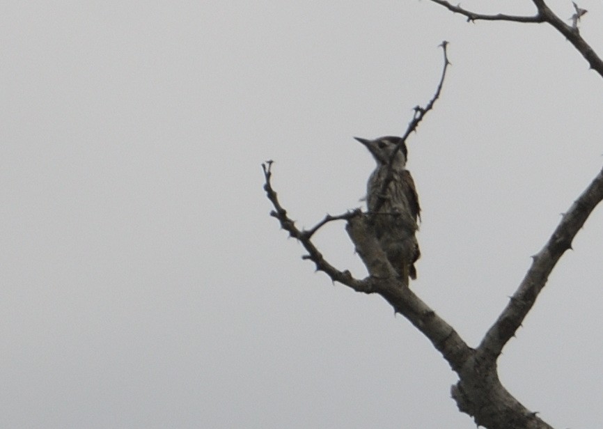 Cardinal Woodpecker - ML646127378