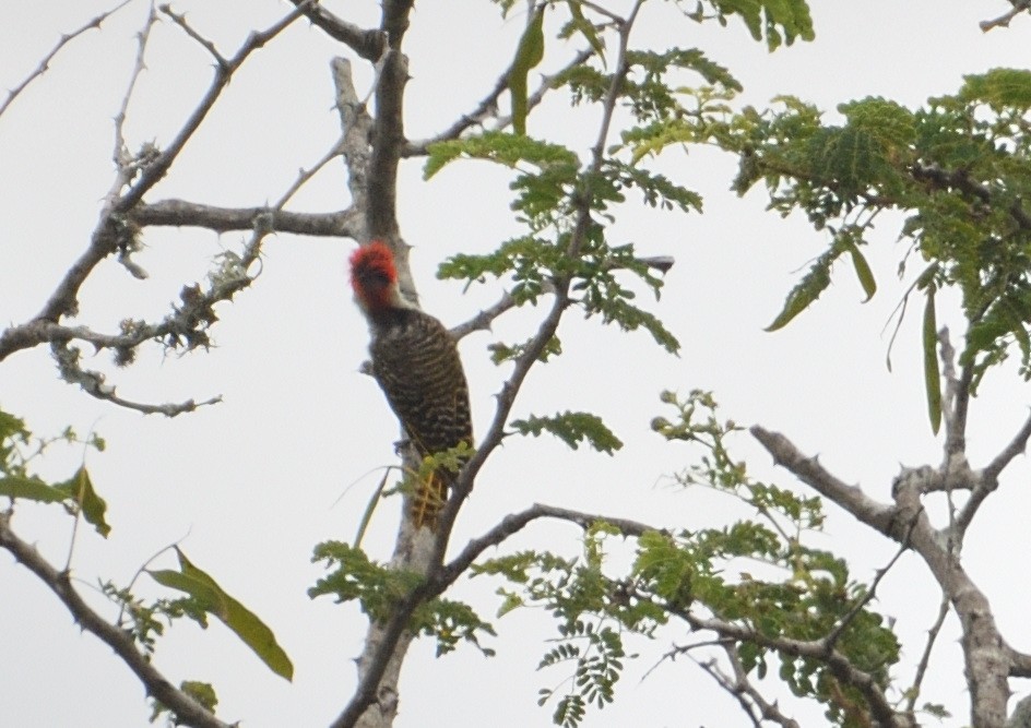 Cardinal Woodpecker - ML646127379