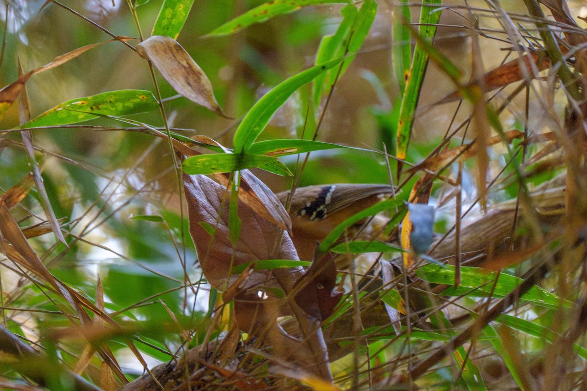 Bertoni's Antbird - ML646127396