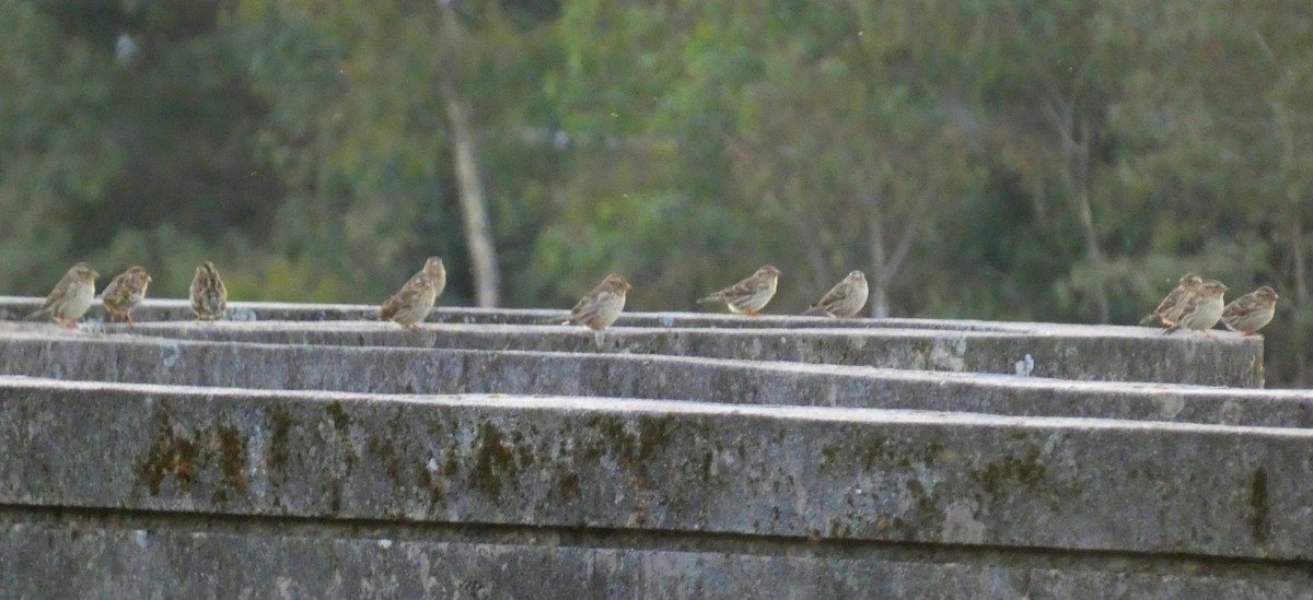 Rock Sparrow - ML646127398