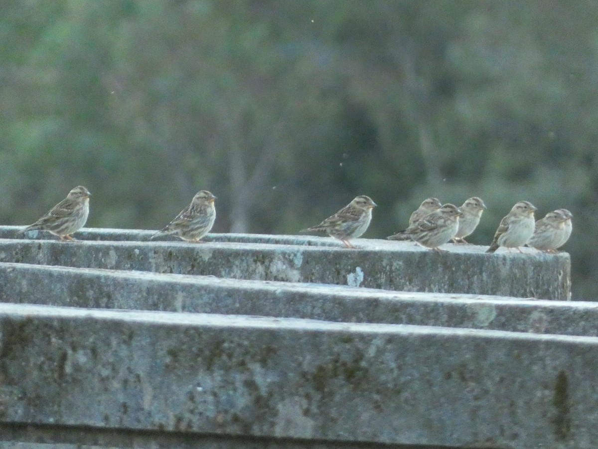 Rock Sparrow - ML646127403