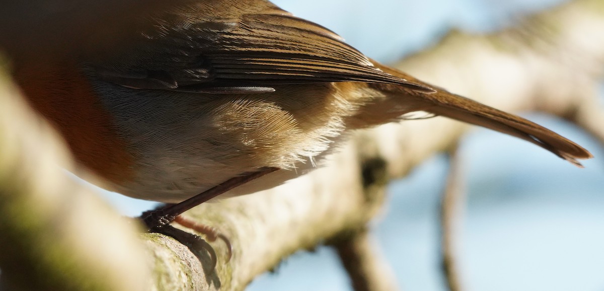 Kızılgerdan - ML646127417