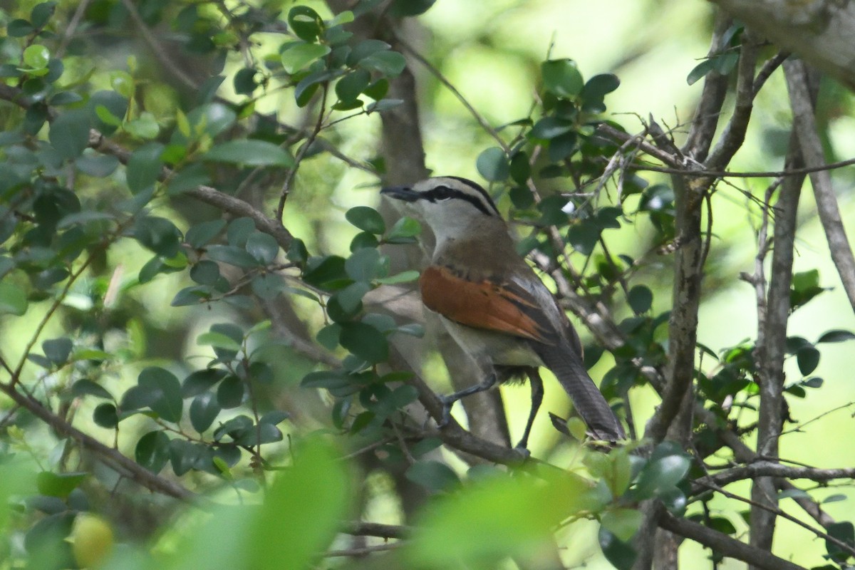 Brown-crowned Tchagra - ML646127419
