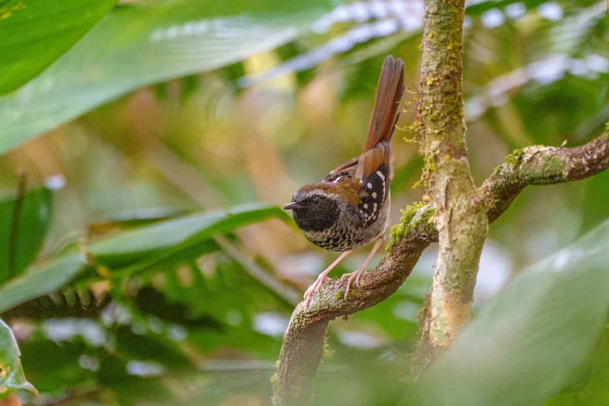 Покривник бразильський - ML646127423