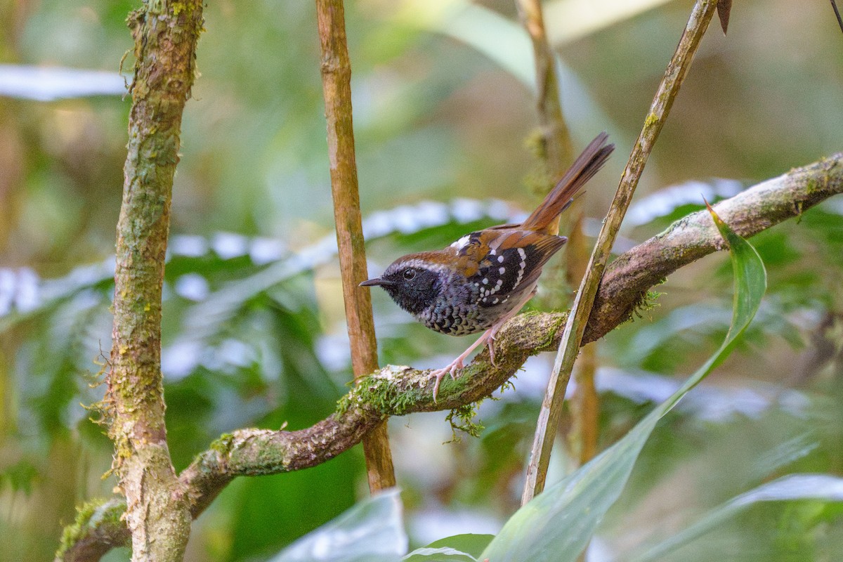 Покривник бразильський - ML646127425