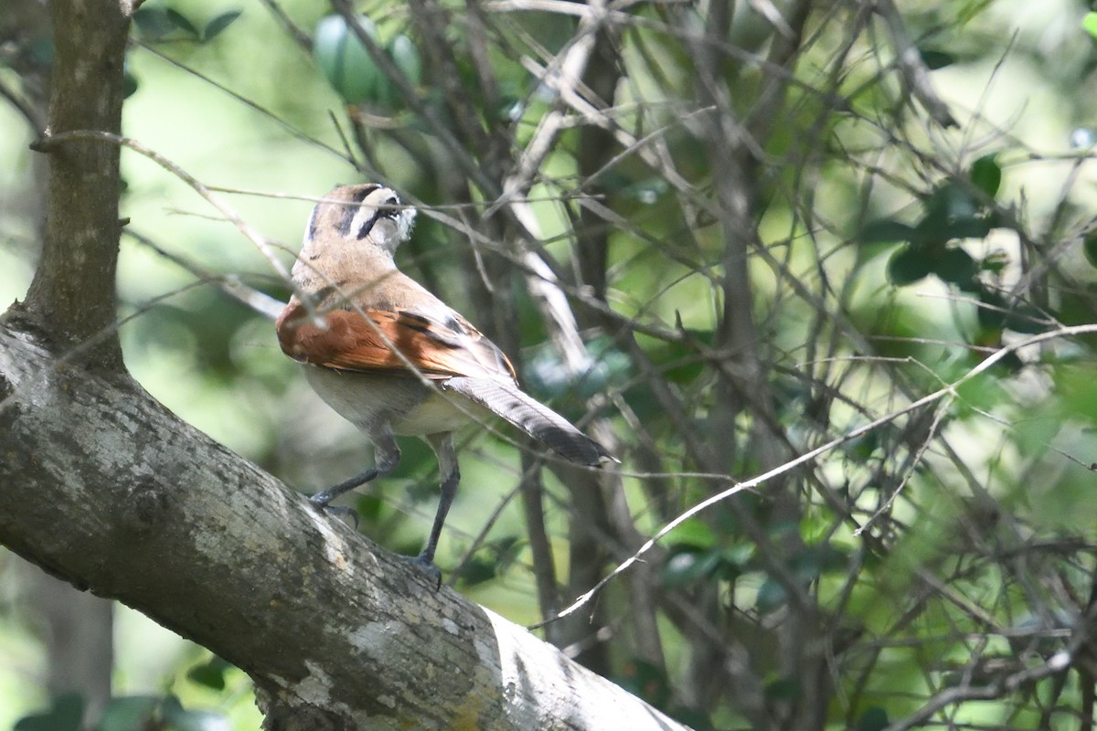 Brown-crowned Tchagra - ML646127426