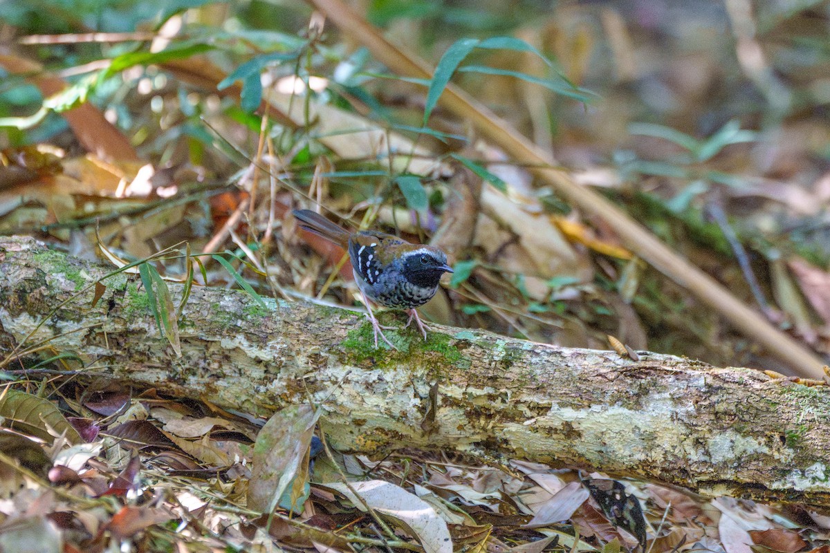 Покривник бразильський - ML646127427