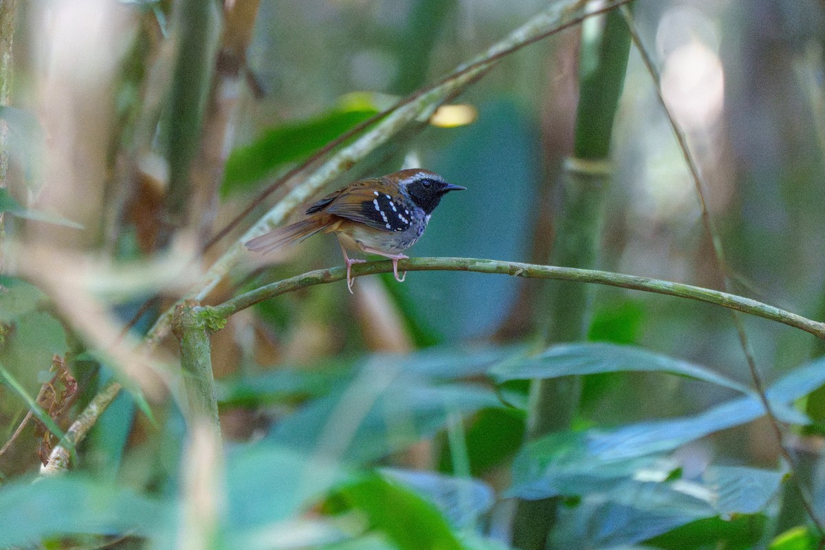 Покривник бразильський - ML646127428