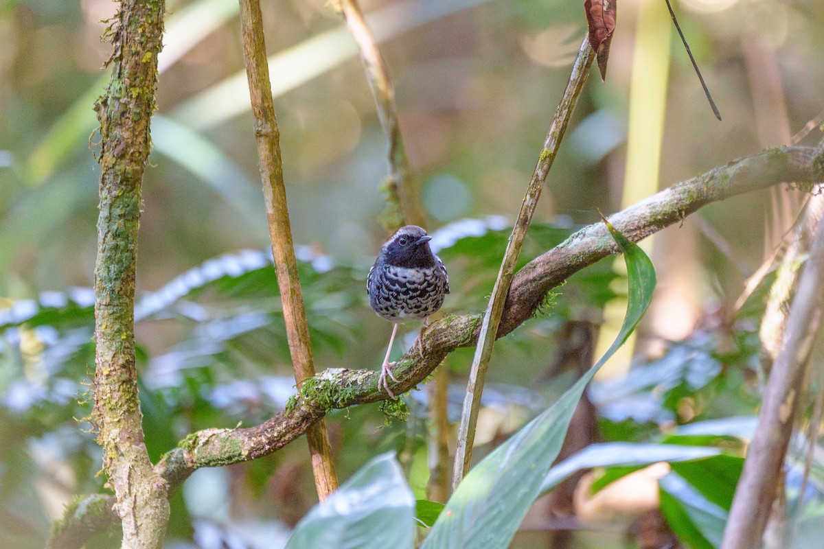 Покривник бразильський - ML646127429