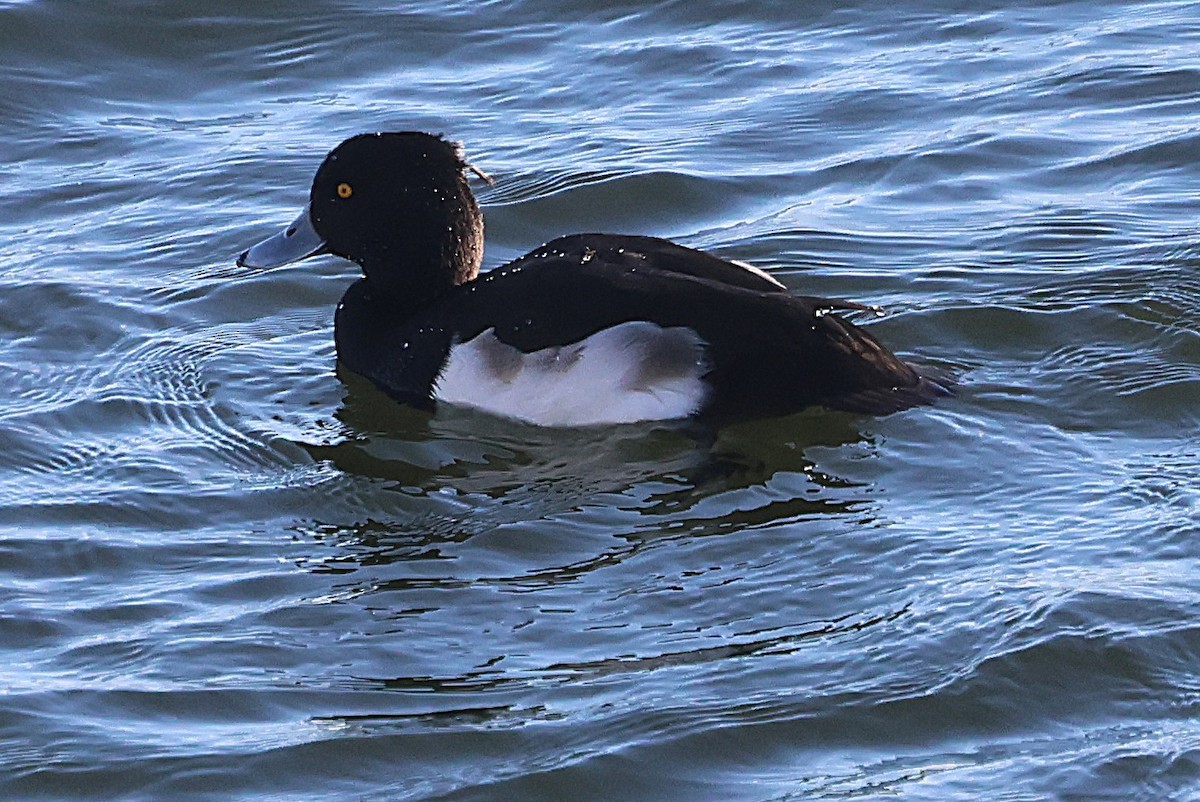 Tufted Duck - ML646127430