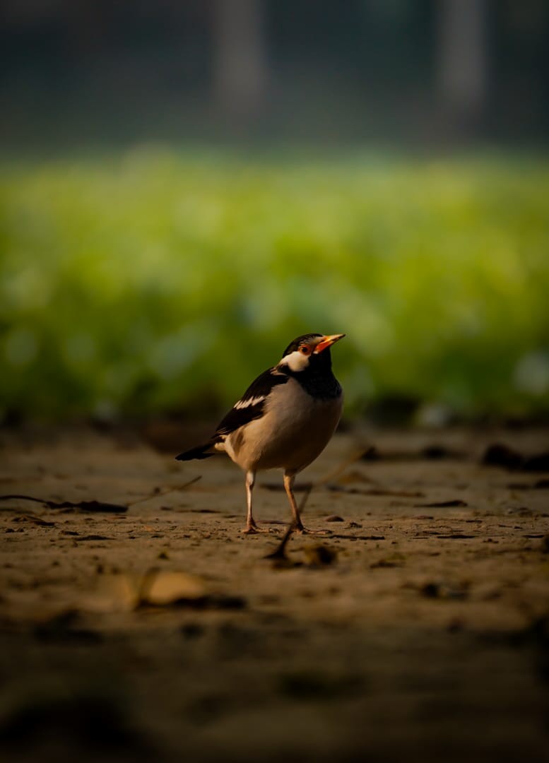 印度鵲椋鳥 - ML646127433