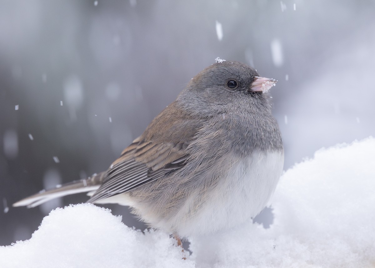 Dark-eyed Junco - ML646127436