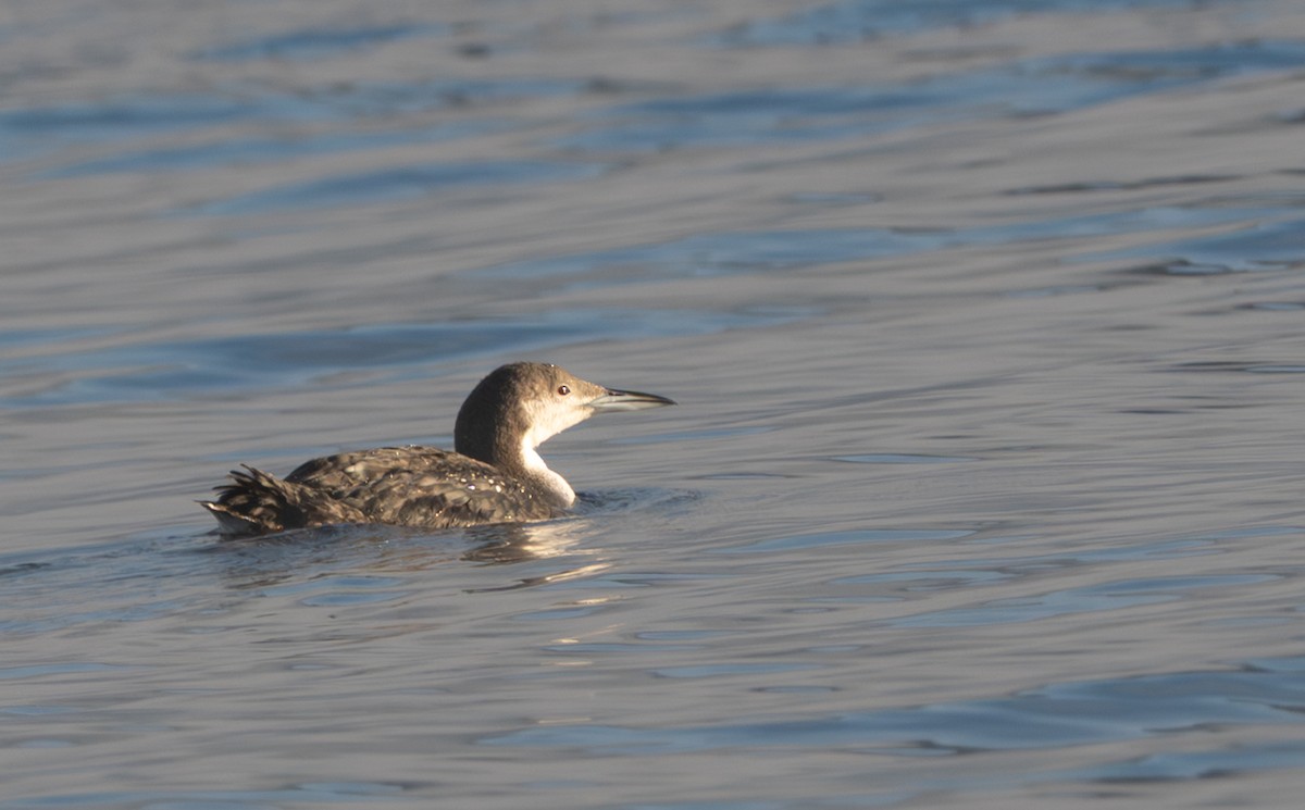 Arctic Loon - ML646127438