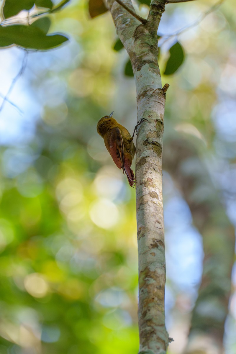 Olivaceous Woodcreeper - ML646127442